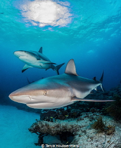 Neighborhood Watch
Two Caribbean reef sharks watch over ... by Tanya Houppermans 